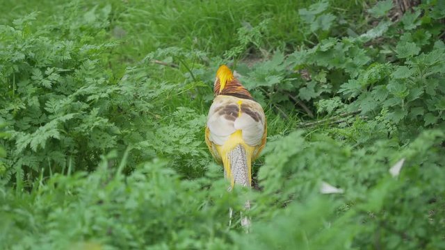 Golden pheasant or Chinese pheasant or rainbow pheasant. Chrysolophus pictus var. yellow