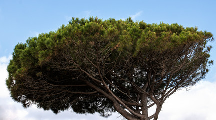 trees in  a forest at the costa brava