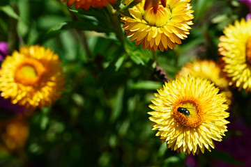 Yellow immortelle flower with green fly on it.