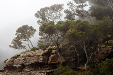 Obraz premium trees in a forest at the costa brava