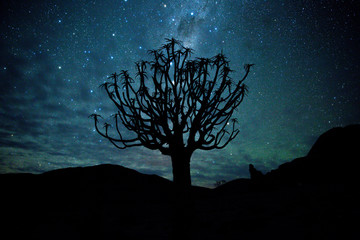 Quiver Tree And Milky Way