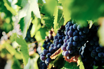 grape and vine vinegrape of sangiovese under sunlight in tuscany italy autumn summer 