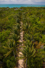 Palm Tree Path