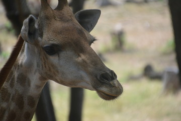 Giraffe  