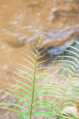 Beautiful ferns in the swamp.