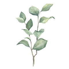 Branch with green leaves on a white background.Watercolor vector