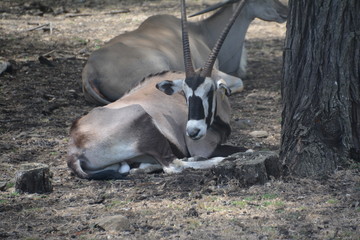 Antilope / Antelope