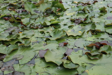 green leaves in the pond