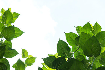 Mulberry green leaves on a white sky background.