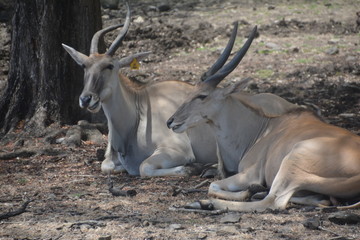 Antilope / Antelope
