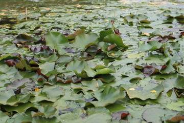 water lily in the pond