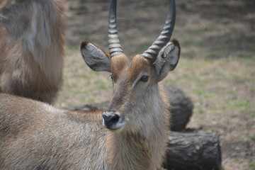 Antilope / Antelope