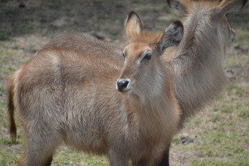 Obraz premium Antilope / Antelope