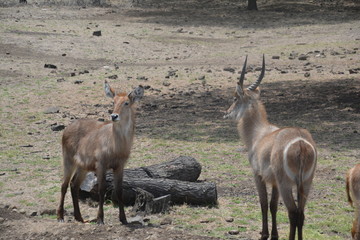 Antilope / Antelope