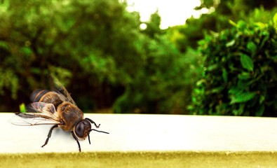 Vespula.