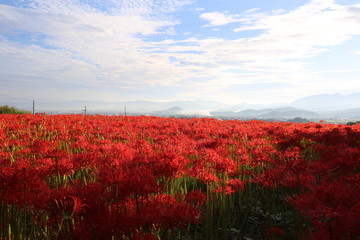 奈良　彼岸花ロード