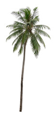 Fototapeta premium Beautiful coconut and palm tree isolated on white background. Suitable for use in architectural design or Decoration work. Used with natural articles both on print and website.