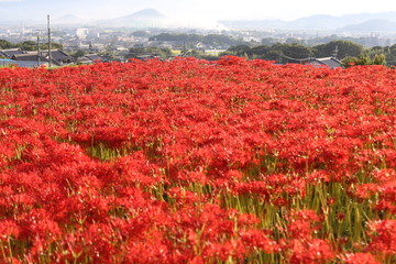 奈良　彼岸花ロード
