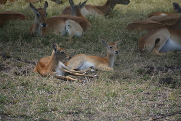 Antilope / Antelope