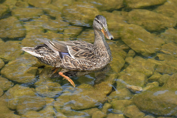 Female Mallard standing in shallow water