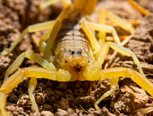 yellow scorpion 
