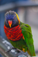 Lorikeet