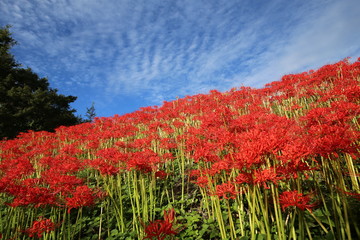 奈良　彼岸花ロード