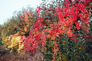 Beautiful colorful landscape with red autumn leaves on the fence at sunny weather. Autumn leaves natural background. Autumn season concept