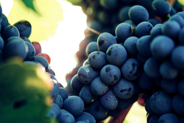 grape and vine vinegrape of sangiovese under sunlight in tuscany italy autumn summer 
