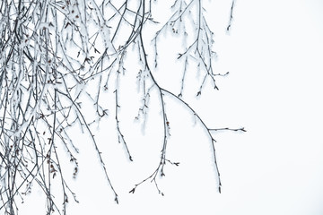 Frost on a bare tree branches