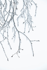 Frost on a leafless tree branches