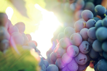 grape and vine vinegrape of sangiovese under sunlight in tuscany italy autumn summer 