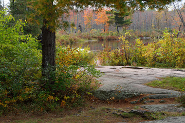 Pine tree along rocky shoreline