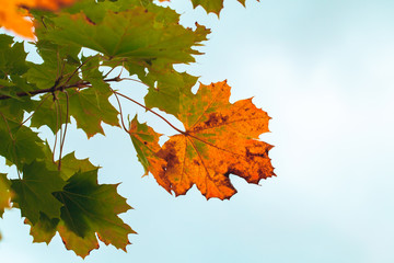 Colorful maple leaves under bright sky