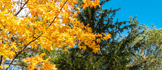 Autumn forest in northern Europe. Bright yellow maple leaves on a background of blue sky and pine branches. The colors of autumn.