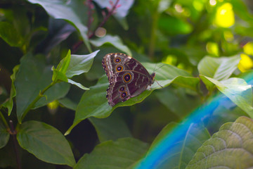 Butterfly on leaf with rainbow