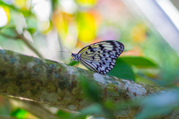 Butterfly on branch 