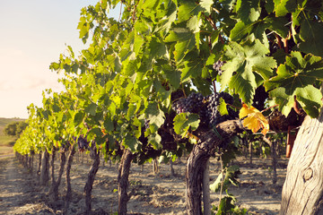 grape and vine vinegrape of sangiovese under sunlight in tuscany italy autumn summer 