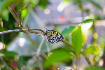 Butterfly on Branch