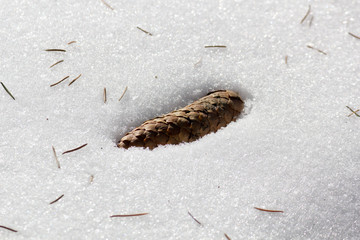 Cone has fallen and lies in the snow
