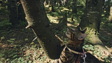 One cat in a city park. Bengal wildcat walk on the forest in collar. Asian Jungle Cat or Swamp or Reed. Domesticated leopard cat hiding, hunting and playing in grass. Domestic cat in outdoor nature.