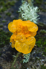 Tremella jelly fungi close up