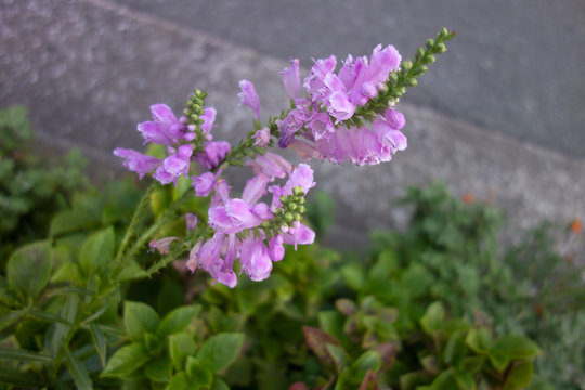 171 件の最適な 花虎の尾 画像 ストック写真 ベクター Adobe Stock 171 件の最適な 花虎の尾 画像 ストック写真 ベクター Adobe Stock