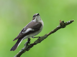 Obraz premium Trauerschnäpper
