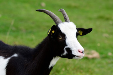 Verschiedene Ziegen auf einer Alm 