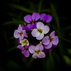 Fototapeta premium Purple/White/Pink flowers on dark background