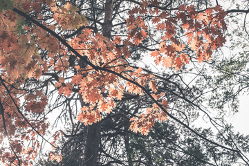 branch of tree with leaves on blue background