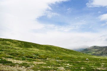Fototapeta na wymiar wild lawn under a blue sky in the Norwegian mountains