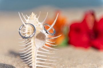 貝殻と指輪