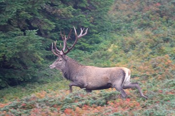 a running red deer in the rut on the mountain on a foggy eevening